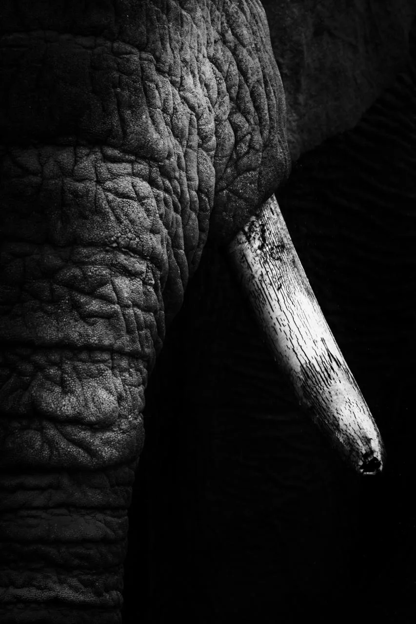 Close-up of an elephant’s wrinkled skin and a single tusk lit against black