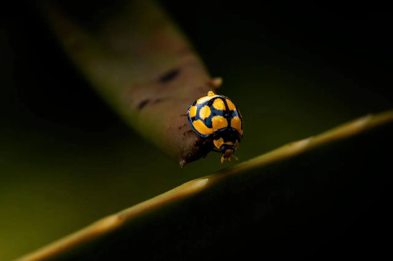 A yellow and black ladybird with a water droplet on a green stem